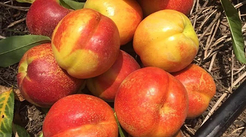 沈阳市浑南区李相石官崔家油桃采摘园