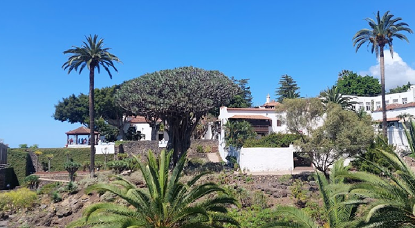 伊科德·德·洛斯·维诺斯龙血树