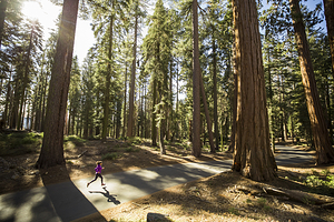 美洲杉国家公园