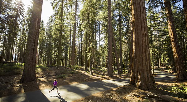 美洲杉国家公园