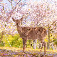 奈良公园