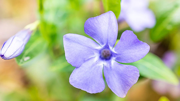 花卉园艺展示馆