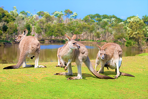 菲利普岛野生动物园