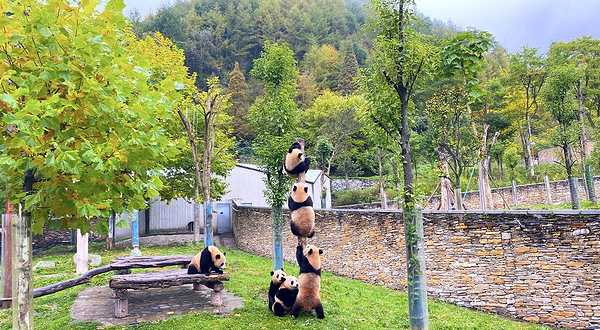 卧龙中华大熊猫苑神树坪基地