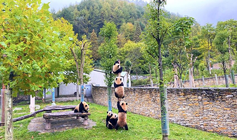 卧龙中华大熊猫苑神树坪基地