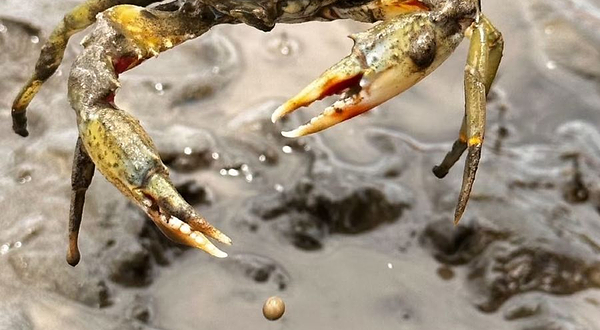 三亚鹿回头赶海基地