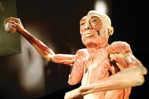 人体构造展览会