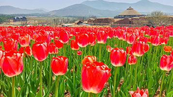 半汤郁金香高地景区