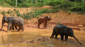 Phuket Elephant Care @ Loch Palm