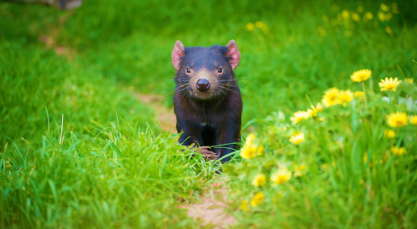 塔斯马尼亚恶魔公园