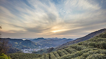 西湖龙井茶文化景区
