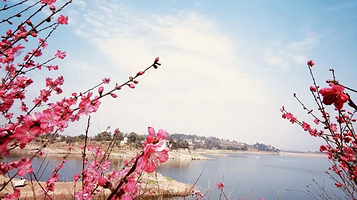 圣水湖桃花岛