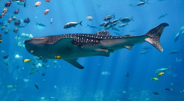 佐治亚水族馆