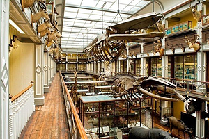 爱尔兰国家自然历史博物馆