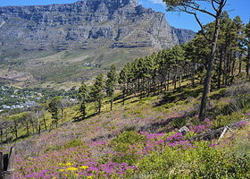 南非桌山国家公园