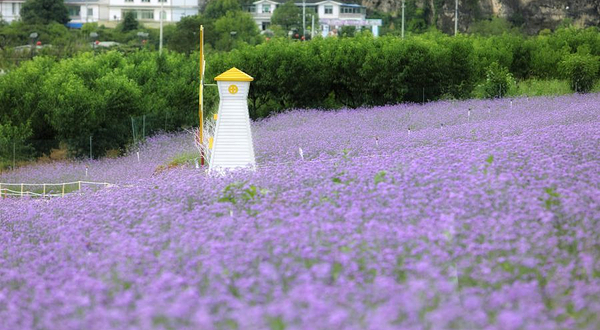 永乐花海