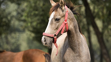 茶马古道安中马场