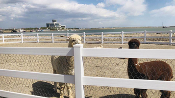 卡尔牧场·蟹贝滩