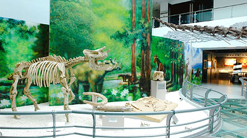 中国地质大学-逸夫博物馆