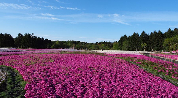 凤凰花果山