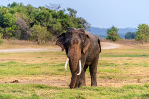 米内日亚国家公园