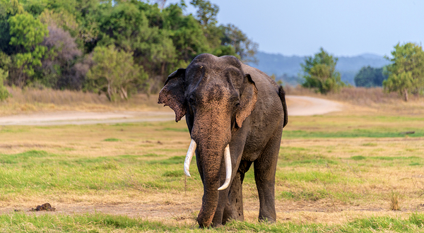 米内日亚国家公园