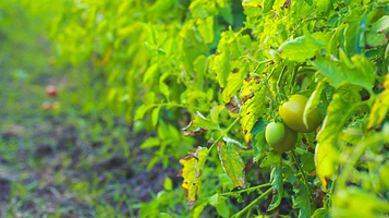 秦巴植物博览园