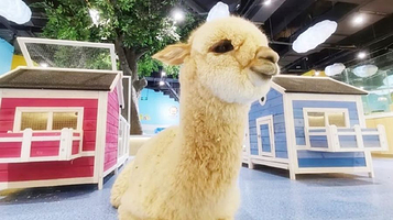 神兽·羊驼主题馆(新城吾悦广场店)
