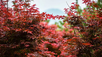 广西南宁上林县红枫谷生态园农场