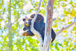 阿拉斯加野生动物保护中心