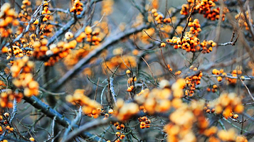 中国安阳蜡梅园