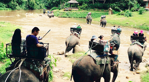 湄登大象训练营