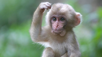 羊山野生动物园