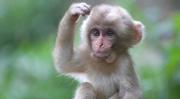 羊山野生动物园