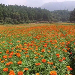 泷泊国际慢城花千谷