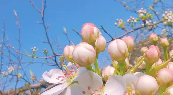 梨花谷风景区