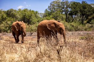 内罗毕国家公园