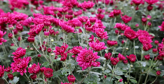 永川区十里荷香