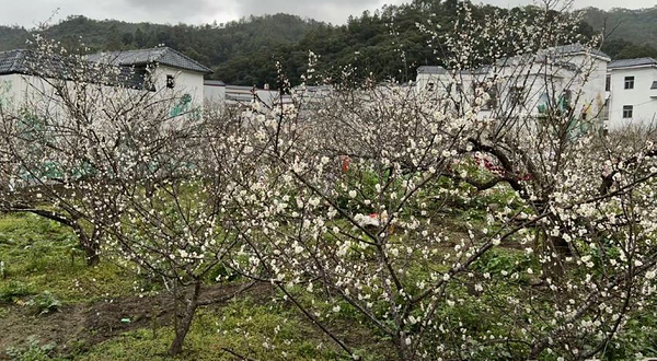 陆河世外梅园景区