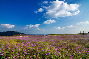 放马坪高山草原景区