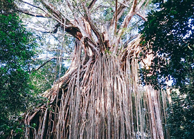 无花果树游乐园