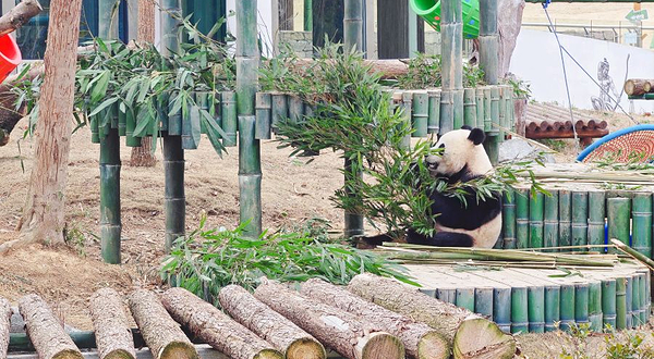 岳阳中华大熊猫苑