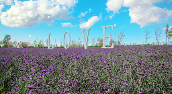 普罗旺斯薰衣草庄园