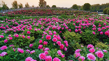 神州牡丹园