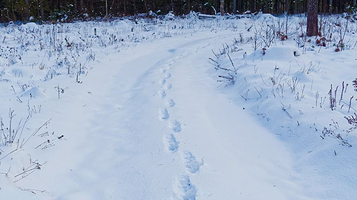 大亮子河国家森林公园