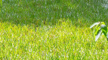 沧浪洲湿地公园