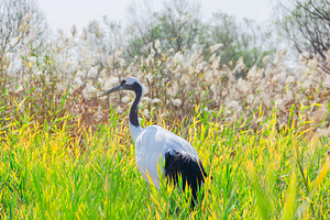 黄河口生态旅游区