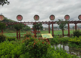 千亩荷塘观赏园