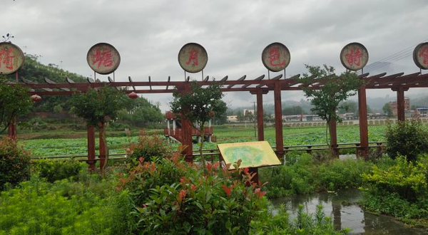 千亩荷塘观赏园