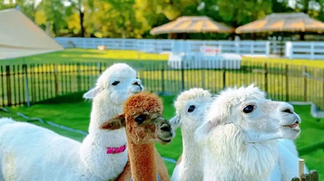 漯淘淘萌宠乐园